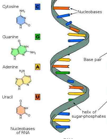 RIBONUCLEIC ACID STRUCTURE & FUNCTION: Ribonucleic acid (RNA) functions as genetic messengers and builders of the cellular world. Here are the basics on this important biomolecule. Nucleic Acid Structure, Dna E Rna, Recombinant Dna, Dna Project, Transcription And Translation, Dna Replication, Medicine Notes, Dna Molecule, Nucleic Acid