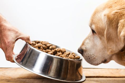 These Are The Ingredients You Should Always Avoid In Your Dog Food Bake Dog Treats, Food Recipe Healthy, Pet First Aid, Dog Food Recipe, Owning A Dog, Puppy Tips, Grain Free Dog Food, Canned Dog Food, Dog Foods