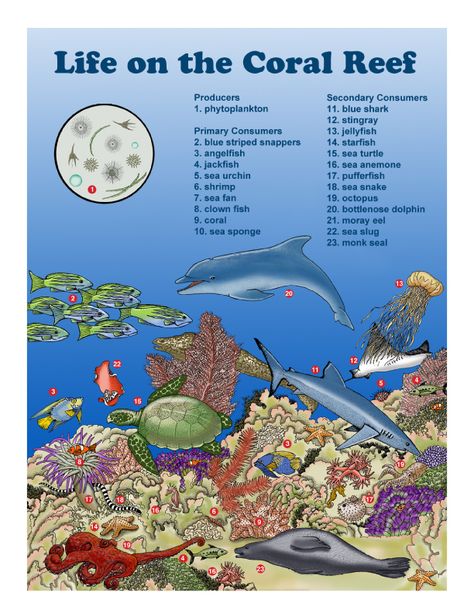 Grade 2 - 2-LS4 Biological Evolution: Unity and Diversity Ecosystems Projects, Coral Reef Ecosystem, Biology Labs, Science Activities For Kids, Unity In Diversity, Coral Reefs, Marine Biology, Environmental Issues, Explore Nature