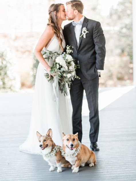 Corgi Wedding, Gold Boho Wedding, Pet Wedding Photos, Southern Wedding Invitations, Wedding Dogs, Neutral Wedding Inspiration, French Blue Wedding, Dog Wedding Outfits, Dogs Ideas