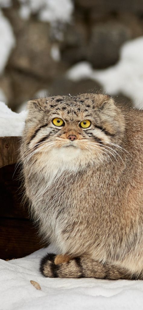 Pallas Cat Wallpaper, Palla Cat, Manul Cat, Pallas Cats, Pallas Cat, Jaguar Leopard, Pallas's Cat, Clouded Leopard, Lion And Lioness