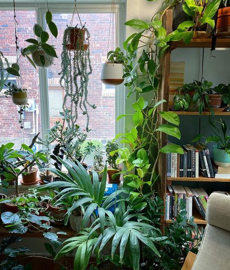 Indoor Green Plants, Organic Store, Beautiful Room Ideas, Vibrant Living Room, Green Apartment, Jungle Decor, Plant Goals, Plant Mama, Plant Room