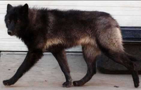 Wolfdog Puppies For Sale by Reputable Breeders - Pets4You.com Wolf Hybrid Dogs, Pet Wolf, What Is Your Dream, Wolf Hybrid, Malinois Dog, Hybrid Dogs, Wolf Love, Dream Dog, Canine Art