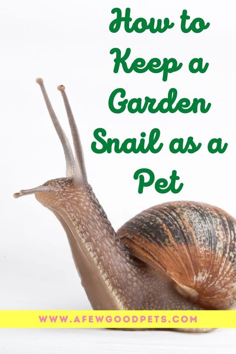 Caring for a pet snail is pretty uncomplicated. So, if you intend to keep a garden snail as your pet, you should go for it. You might be wondering, how do I keep a garden snail as a pet? Well, at the least, keeping a snail involves providing the right home for it and feeding it. #info #tips #listof #howto #gardensnail #pet #afewgoodpets Snail Cage Setup, Garden Snail Terrarium Ideas, Snail Habitat Tanks, Garden Snails As Pets, Snail Garden, How To Care For Snails, How To Make A Snail Terrarium, Snail Habitat Diy, Garden Snail