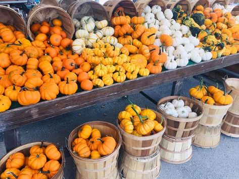 Pumpkin Selling Display, Fall Farm Stand Ideas, Pumpkin Displays Retail, Fall Garden Center Displays, Pumpkin Patch Display, Fall Produce Displays, Farm Market Ideas, Pumpkin Patch Farm, Fall Pots