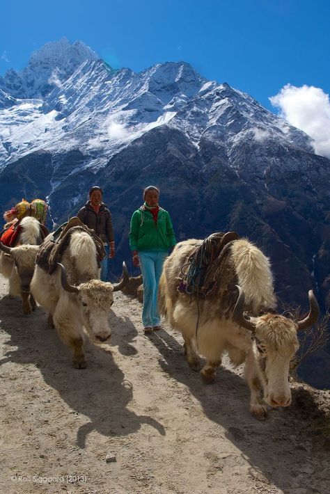 Traffic Jam on Mount Everest Base Camp . Nepal Mount Everest Base Camp, Monte Everest, Nepal Culture, Everest Base Camp Trek, Everest Base Camp, Landlocked Country, Nepal Travel, Traffic Jam, Base Camp