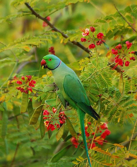 Rose-ringed parakeet by divdude007(Haren), via Flickr Papaya Benefits, Ringneck Parrot, Ring Necked Parakeet, Parrot Painting, Parrot Pet, Birds Parrots, Macaw Parrot, Most Beautiful Birds, Colorful Parrots