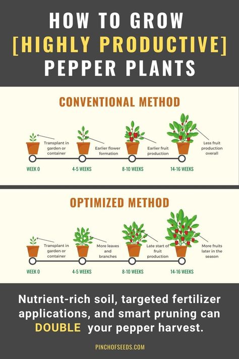 Detailed information on how to optimize the fertilization and pruning techniques to significantly increase the pepper yield per plant. Diy Garden Bar, Tiki Garden, Growing Peppers, Peppermint Plants, Vegetable Garden For Beginners, Backyard Water Feature, Growing Veggies, Garden Pest Control, Pepper Plants