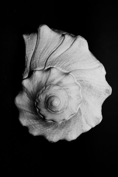 conch shell spiral. Golden Mean Foto Macro, Digital Health, Conch Shell, White Image, Black N White, Natural Forms, White Photo, A Sea, Sea Shell