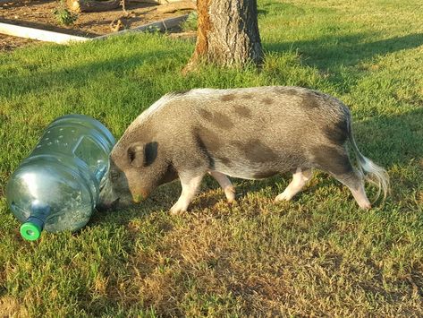 mini pig food dispenser Pig Sanctuary, Mini Pig Food, Pig Enrichment, Pet Pig Care, Pig Shelter, Pig Diet, Homestead Lifestyle, Animal Enrichment, Pig Ideas