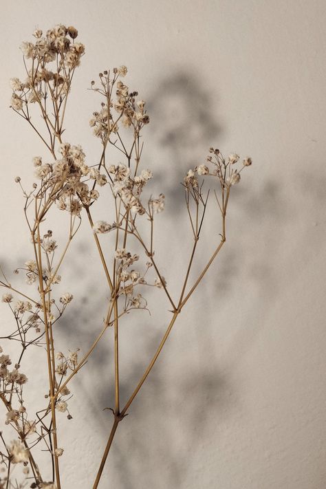 Dried Flowers, Flowers, Wall, White