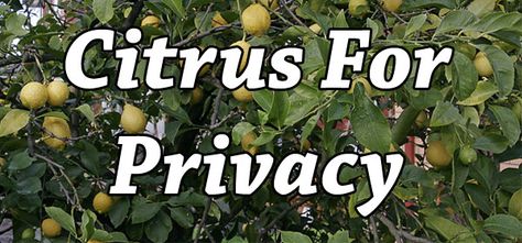 Citrus Hedge, Wax Leaf Privet, Tree Hedge, Trees For Privacy, Privet Hedge, Pruning Trees, Eureka Lemon, Citrus Tree, Trees For Front Yard