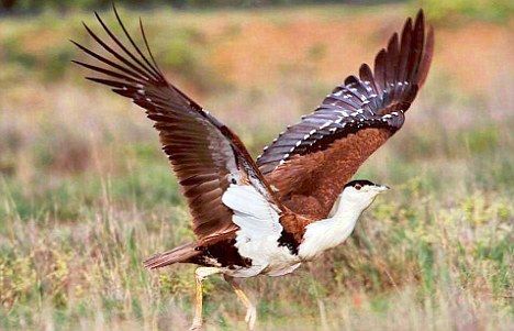 Great Indian Bustard bird count shrinks in quartz mining area ... Indian Wildlife, Great Indian Bustard, Wildlife Of India, Forest Department, Magnificent Riflebird, Flightless Bird, Eurasian Tree Sparrow, Game Birds, Rare Birds