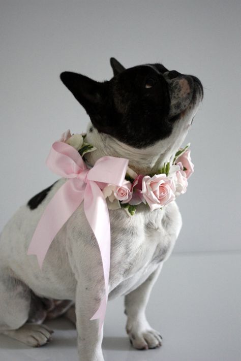 Flower Dog Collar for Weddings Pastel Pink by CupidCollars Flower Dog Collar, Dog German, Flower Dog, Dog Flower Collar, Wedding Pets, Dog Flower, Dog Wedding, Diy Dog Stuff, Small Dog