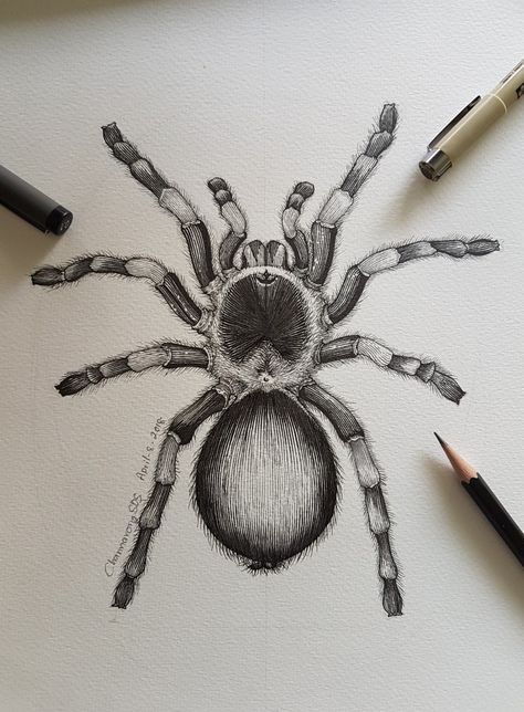 Tarantula Drawing Realistic, How To Draw A Tarantula, Taranchula Tattoo, Medium Level Drawings, Trantuala Spider Drawing, Spider Pencil Drawing, Tarantula Drawings, Realistic Spider Drawing, Drawing Inspo Animals