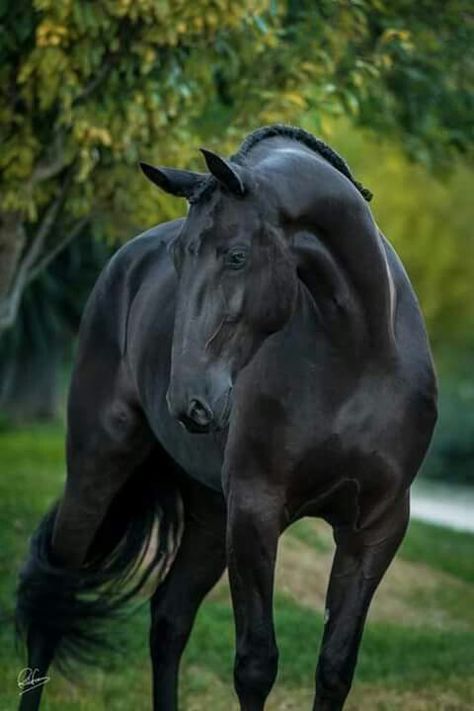 Stunning Horses, Horse Standing, Lusitano Horse, Gorgeous Horses, Black Horses, Most Beautiful Horses, Quarter Horses, Friesian Horse, Majestic Horse