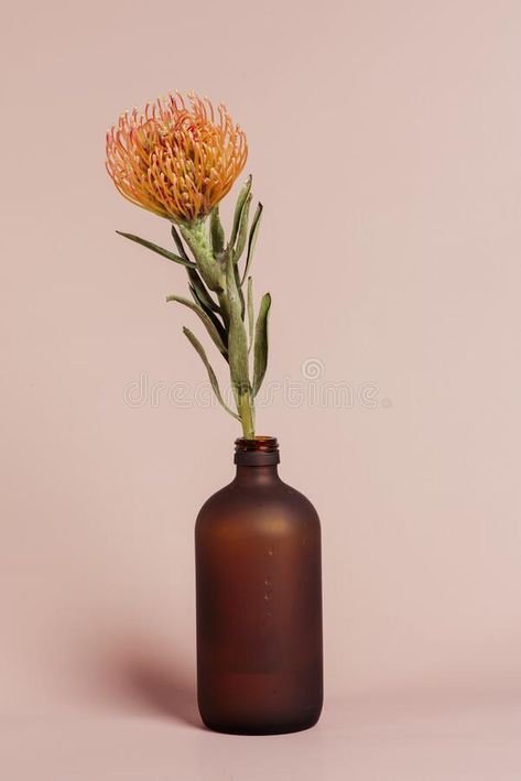 Pincushion Protea Drawing, Single Protea Bouquet, Protea Pincushion, Orange Pincushion Protea, Yellow Pincushion Protea, Pincushion Protea, Bottle Vase, Pin Cushion, Bud Vase