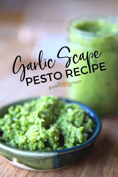 What To Do With Garlic, Garlic Scapes Recipes, Scapes Recipes, Scape Pesto Recipe, Preserving Garlic, Scape Pesto, Garlic Scape Pesto, Homemade Pesto Recipe, Preserving Vegetables