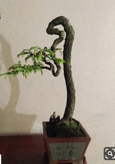 Buy Bonsai Tree, Bonsai Fruit Tree, Flowering Bonsai Tree, Pre Bonsai, Bonsai Tree Types, Bonsai Tree Care, Bonsai Techniques, Mame Bonsai, Asam Jawa