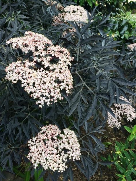 Height 5-12' Width 5-12' Zone 3 Flowers red, pink, and white Flowering Shrubs For Shade, Fast Growing Flowers, Black Elderberry, Sambucus Nigra, Twig Dogwood, Flowering Quince, Shade Shrubs, Hgtv Garden, Lawn Care Tips