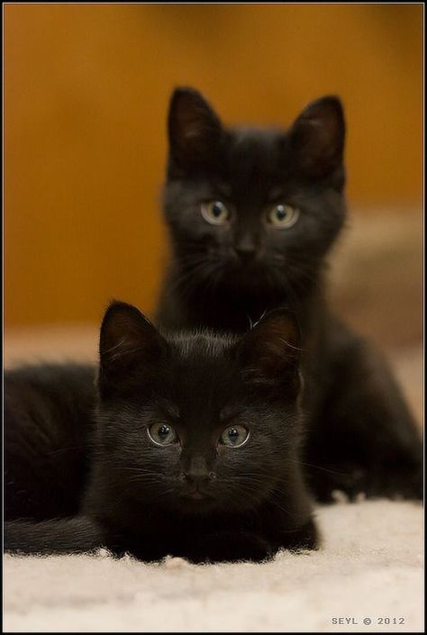 Black Kittens, Fluffy Cats, Chat Kawaii, Kitten Photos, Black Kitten, White Cats, Cute Cats And Kittens, Cats Meow, Pretty Cats