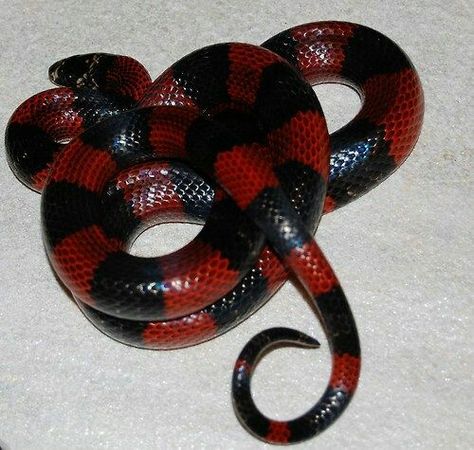 Beautiful black and red corn snake Red Corn Snake, Red And Black Snake, Snake Turtle, Corn Snake, Beautiful Snakes, Pet Snake, Black Snake, Exotic Pets, Red And Black