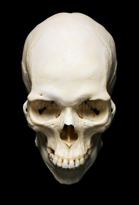 Skull. White real Skull with black background , #AD, #White, #Skull, #real, #background, #black #ad Skull Top View, Top View Reference, Skull Black Background, Wisdom Symbol, Skull Anatomy, Skull Reference, Skeleton Anatomy, Real Skull, Anatomy Sculpture