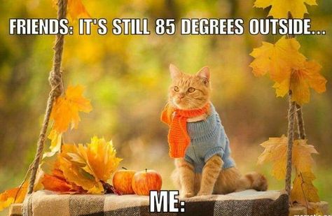 Making Us Laugh This Week | 11 Memes For Anyone Ready For Fall Hate Summer, Fall Humor, Fall Cats, Fall Memes, Autumn Quotes, Happy Fall Y'all, Cat Wallpaper, Fall Favorites, Fall Wallpaper