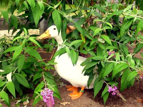 You don't have to sacrifice a beautiful yard just because you have ducks. HGTV offers a variety of tips for specific plants and for strategies that… Duck Enclosure, Duck Pen, Keeping Ducks, Duck Pens, Slugs In Garden, Backyard Ducks, Duck Coop, Duck Farming, Raising Ducks