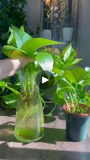 Golden Pothos Propagation, Pothos Propagation, Pothos In Water, Pot Diy, Plant Pot Diy, Here I Go Again, Golden Pothos, Flowers Plants, Plant Pot