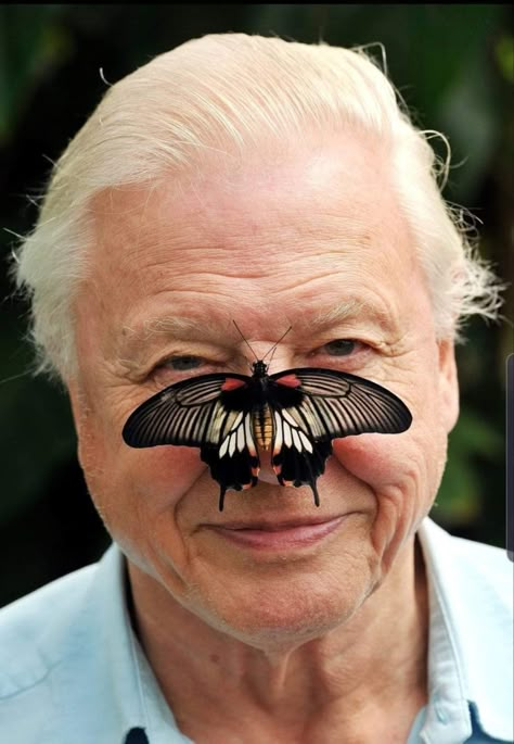 David Attenborough, Big Butterfly, Love Fest, Hakone, Inspirational People, Old Man, A Butterfly, Better Homes And Gardens, Natural World