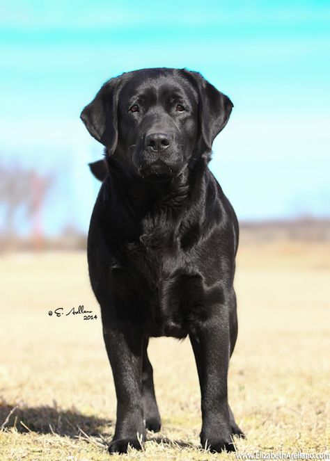 Englisch Labrador Retriever English Labrador Retriever, Labrador Nero, Labrador Yellow, Pitbull Boxer, Labrador Noir, English Labrador, Black Labrador Retriever, Black Lab Puppies, Lab Dogs