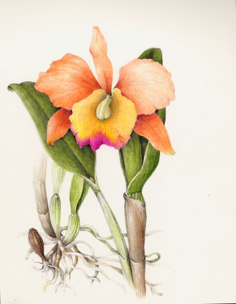 Flowers Gallery — Botanical Artist & Illustrator, Learn to draw Art Books, Art Supplies, Workshops Cattleya Orchid Drawing, Draw Botanical, Graphic Design Illustrator, Orchid Drawing, Zinnia Elegans, Hydrangea Quercifolia, Beautiful Flower Drawings, Cattleya Orchid, Nature Sketch