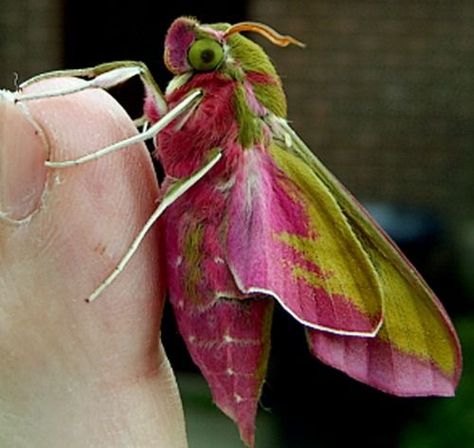 Elephant Hawk Moth, so named because of the caterpillar stage in which it seems to have an elephants trunk. Description from pinterest.com. I searched for this on bing.com/images Elephant Moth, Pink Moth, Colorful Moths, Cool Insects, Beautiful Elephant, Moth Caterpillar, Cool Bugs, Hawk Moth, A Bug's Life