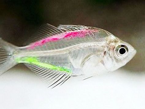 Transparent Fish, Tetra Fish, Aquarium Maintenance, Tropical Freshwater Fish, Freshwater Aquarium Fish, Fish Care, Marine Aquarium, Glass Fish, Freshwater Aquarium