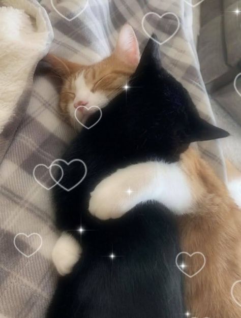 Orange Cat And Black Cat Love, Black Cat And Orange Cat Couple, Silly Guy, Cat Couple, Cat Cuddle, Cute Kawaii Animals, Aesthetic Cat, Two Cats, Orange Cats