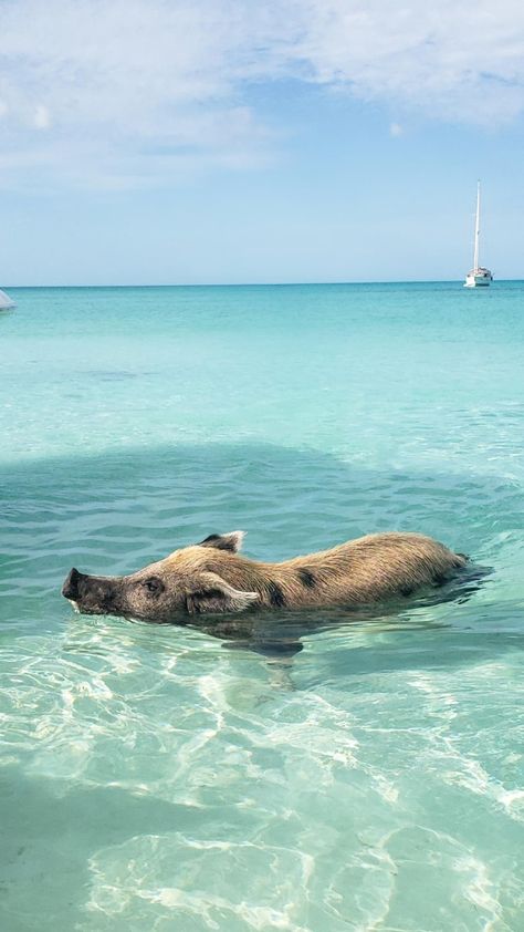 Bahamas Shark Swimming, Bahamas Aesthetic, Swimming With Pigs, Bahamas Trip, Exuma Bahamas, Single Travel, Bahamas Travel, Bahamas Vacation, Bahama Mama