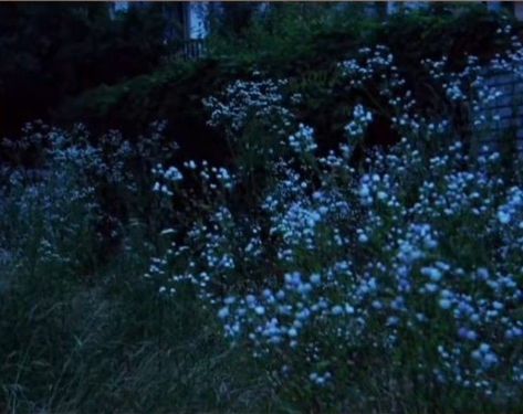 Blue Flower Aesthetic, The 100 Aesthetic, Photography Culture, Flower Night, Twilight Core, Twilight Vibes, Dark Naturalism, Twilight Aesthetic, Twilight Film