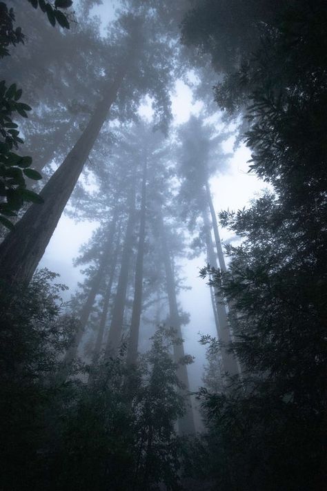 Walking among the giants, in the magical redwood forests of Big Sur, California [1600x2400][OC] : EarthPorn Background Images Landscape, Charlie Core, Canada Forest, Big Forest, Nice Life, Dark Woods, Background Nature, Scenery Photos, Redwood Tree