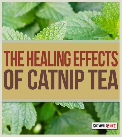 Tea Healing, Catnip Tea, Nepeta Cataria, Edible Weeds, Medical Tips, Medicinal Herb, Herbal Plants, Healthy Teas, Herbal Healing