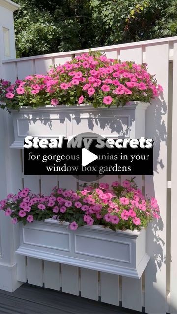 Mary Ann Beaudry on Instagram: "7️⃣ Secrets Here👇🏻 . 🤫 My secrets to growing amazing window boxes. . 🌿 SEVEN steps for successful window boxes. . 1️⃣ Fantastic window box: . 🪴 This is Veradeks window box from their Brixton Series. 36’ long, 11” wide, 11” high.  Veradeks window boxes are versatile. Hang them on a deck rail, under a window, or on a privacy fence. . 🌿 It comes with an insert bucket! Using the insert bucket you don't have to completely fill your planter with potting soil.  It comes in 3 colors: white, black & gray. . 2️⃣ Coffee filters: . 🪴 Add a coffee filter to each drainage hole to prevent water from flushing out. . 3️⃣ Fresh Potting Soil: . 🪴 Fill your window boxes with FRESH potting soil. I love Miracle Gro!!  . 4️⃣ Osmocote: . 🌸 Osmocote is a slow release fertil Planter Box Under Window, Tulip Window Boxes, Under Window Planter Boxes, Flowerbox Ideas, Railing Planter Boxes, White Window Boxes, Window Boxes Diy, Window Box Plants, Window Box Garden