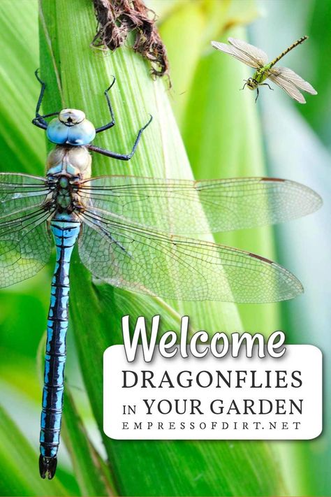 Garden Ponds Ideas, Dragonfly Habitat, Dragonfly Life Cycle, Attract Dragonflies, Ponds Ideas, Ponds For Small Gardens, All About Water, Garden Ponds, Bees And Butterflies