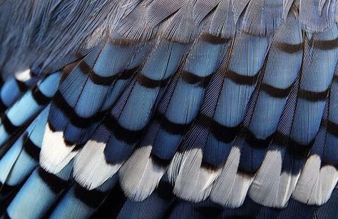 Blue Jay Aesthetic, Blue Jay Feather, Jay Bird, Feather Art, Blue Feather, Colorful Feathers, Canon Ef, Blue Jays, Blue Jay