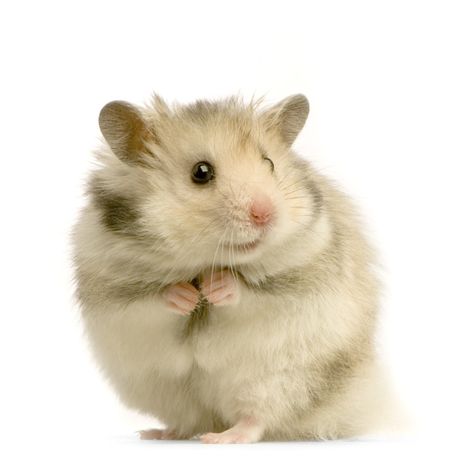 Golden Hamster, Bear Hamster, Hamsters As Pets, Baby Hamster, A Hamster, Syrian Hamster, Gerbil, Cute Hamsters, Little Critter