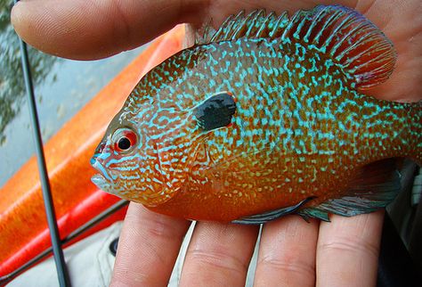 blue gill Guppy Fish Tattoo, Bluegill Tattoo, Blue Gill Tattoo, Blue Gill Fish, Redfish Tail Painting, Fish Chart, Fish Mounts, Crappie Fishing Tips, Custom Lures