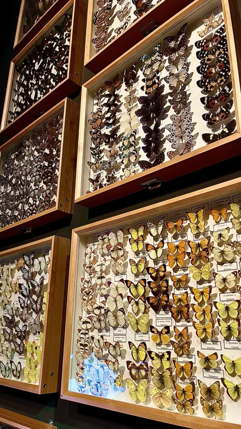 Museum Room Aesthetic, Butterfly Collection Display, Entomology Wallpaper, Entomology Aesthetic, Dead Butterfly, Entomology Decor, Butterfly Museum, Baby Barn Owl, Butterfly Garden Art