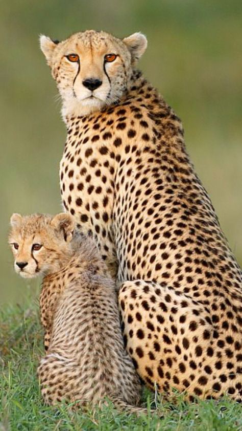 Wild Cat Breeds, Cheetah Pictures, Savanna Animals, Small Wild Cats, Wild Animal Wallpaper, Cheetah Cubs, Wild Animals Pictures, Trending Pins, Cheetahs