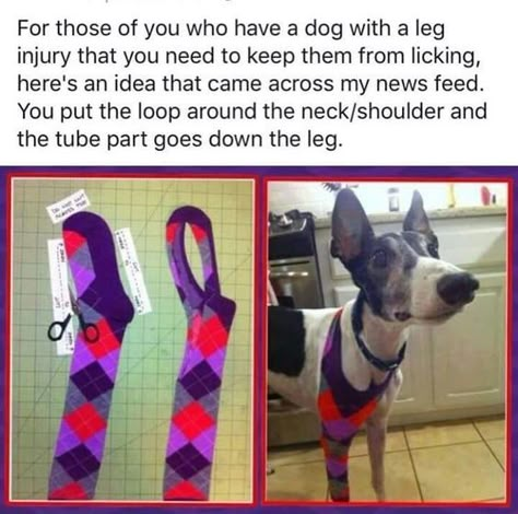 Lou Dog, Rat Terrier, Dog Boots, Pet Tips, Dog Info, Puppy Stuff, Pet Ideas, Dog Ideas, Dog Care Tips