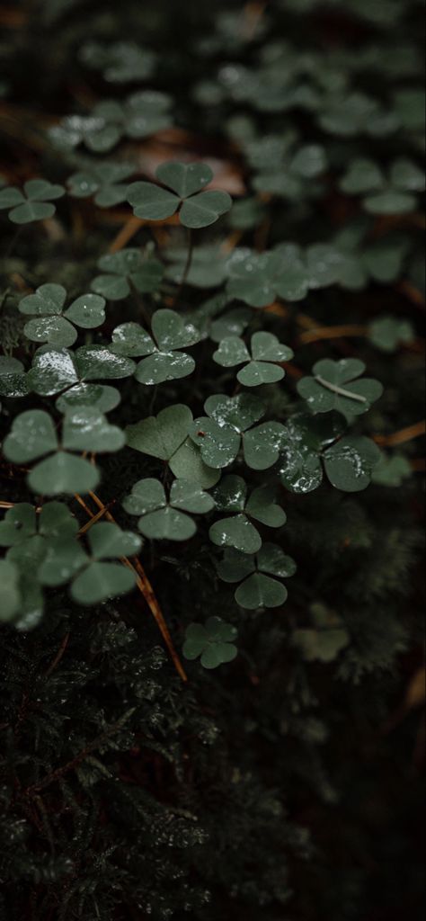 Leaves Aesthetic, Grey Clothing, Wallpaper For Android, Dark Green Aesthetic, Lovely Flowers Wallpaper, Wallpaper Android, Spring Wallpaper, Full Hd Wallpaper, Forest Wallpaper