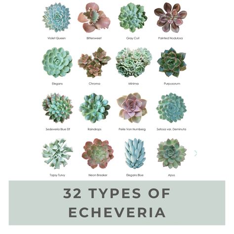 Top 100+ Popular Succulent Pictorial Guide Succulent Names, Types Of Succulents Plants, Succulent Species, Diy Garden Bed, Vertical Garden Design, Cactus Types, Succulents Plants, Types Of Succulents, White And Blue Flowers